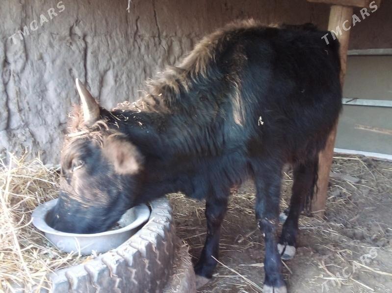 öküz - Чарджоу - img 7