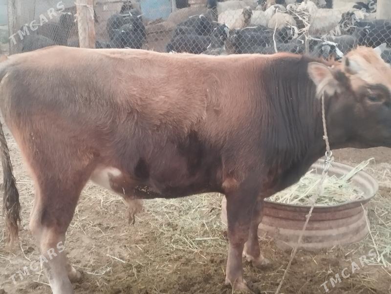 Öküzler - Бахарден - img 4