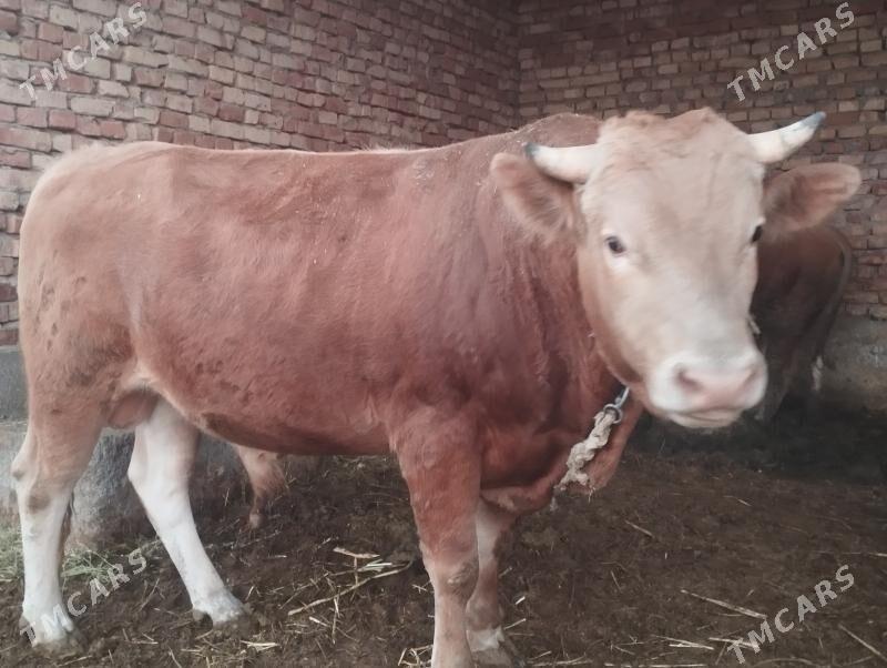 Öküzler - Бахарден - img 1