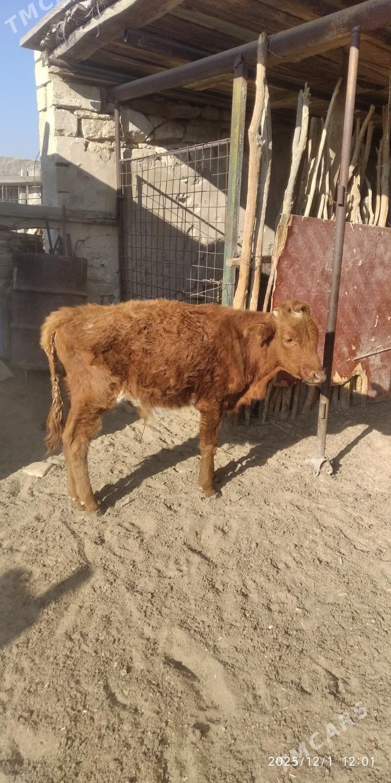 gole - Türkmenbaşy - img 2