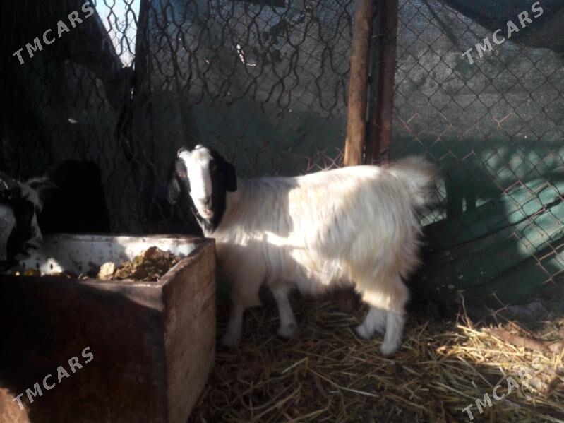 geci - Farap - img 1