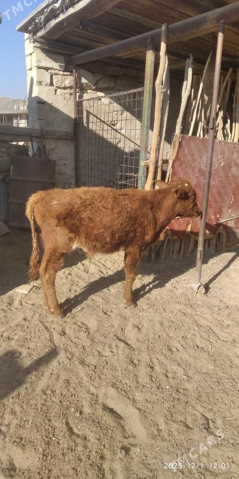 gole - Türkmenbaşy - img 3