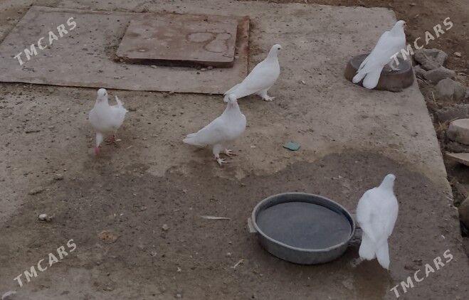 kepderi - 30 mkr - img 2