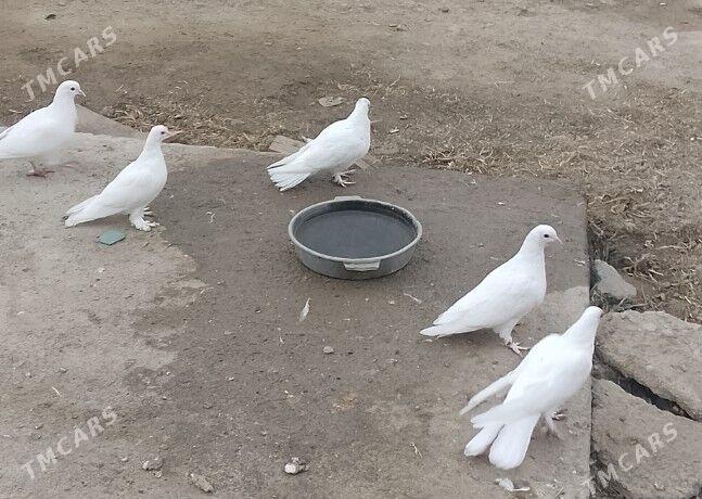 kepderi - 30 mkr - img 3