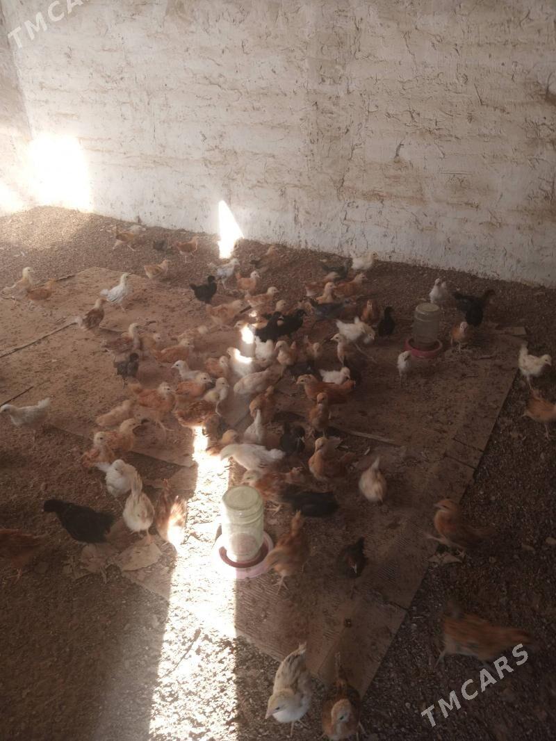 towuk juyje bir aylyk - Mary - img 2