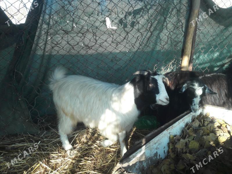 geci - Farap - img 2