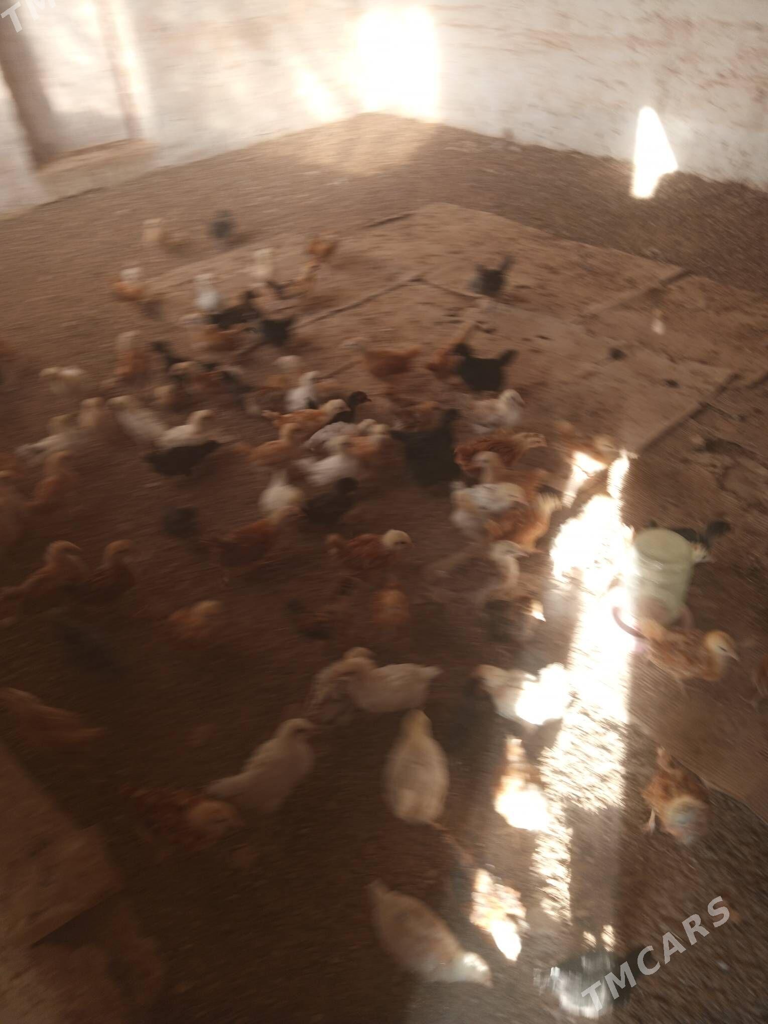 towuk juyje bir aylyk - Mary - img 3