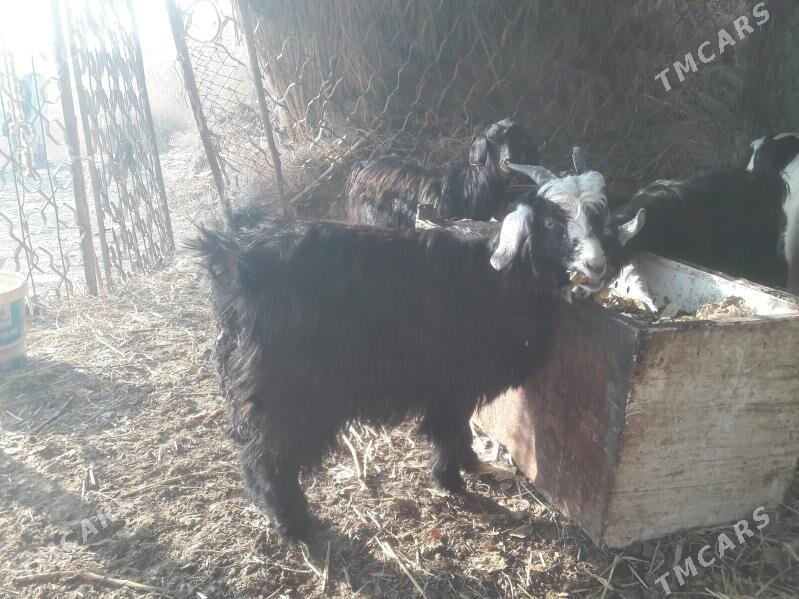 geci - Farap - img 5