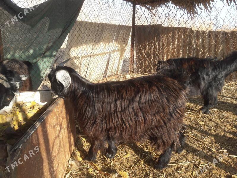 geci - Farap - img 3