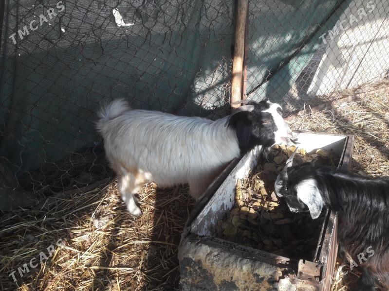 geci - Farap - img 4