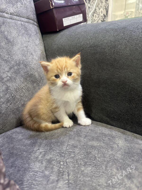 прямо ушка котенок - Türkmenabat - img 2