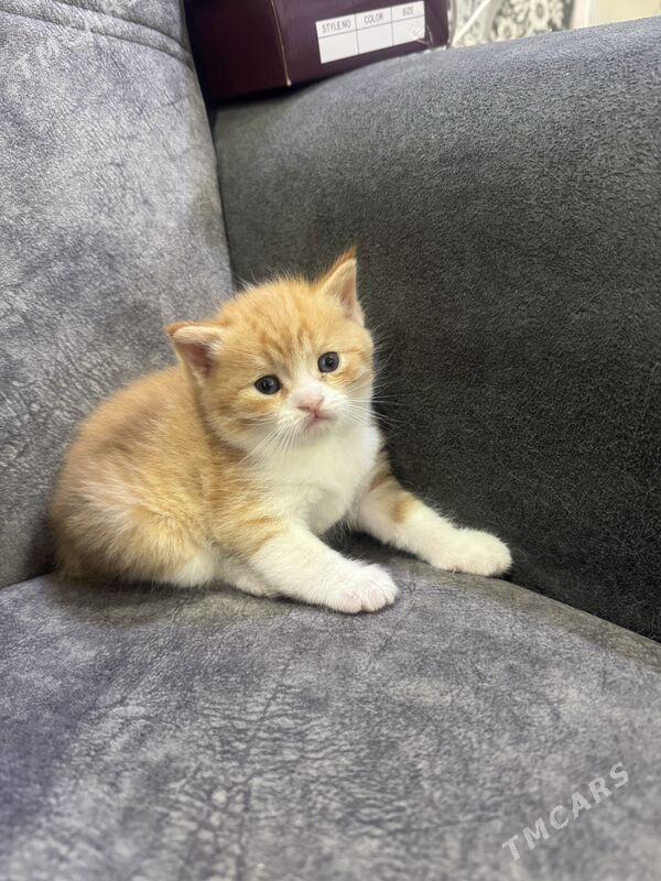 прямо ушка котенок - Türkmenabat - img 1