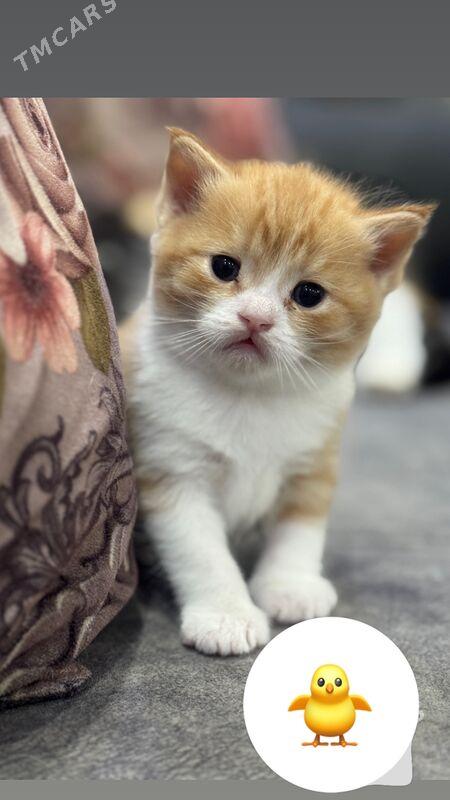 прямо ушка котенок - Türkmenabat - img 4