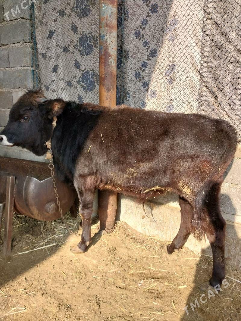 okuz - Бахарден - img 2