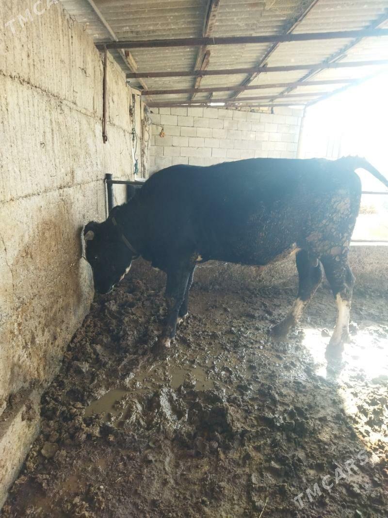 okuz - Büzmeýin - img 2