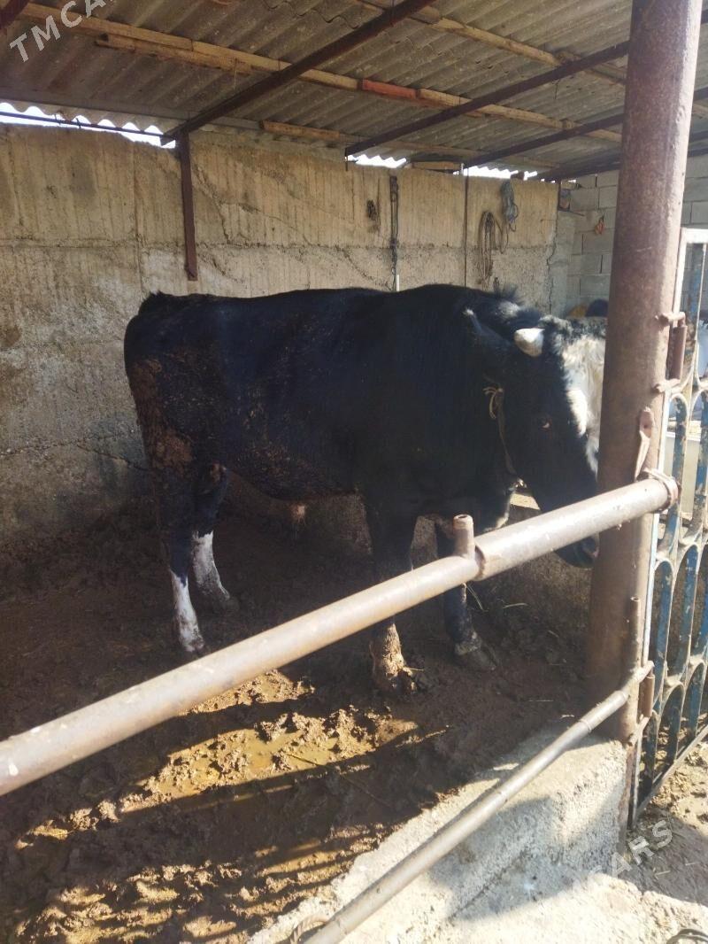 okuz - Büzmeýin - img 3