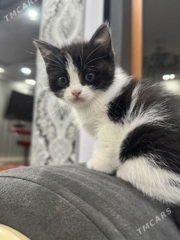 прямо ушка котенок - Türkmenabat - img 2