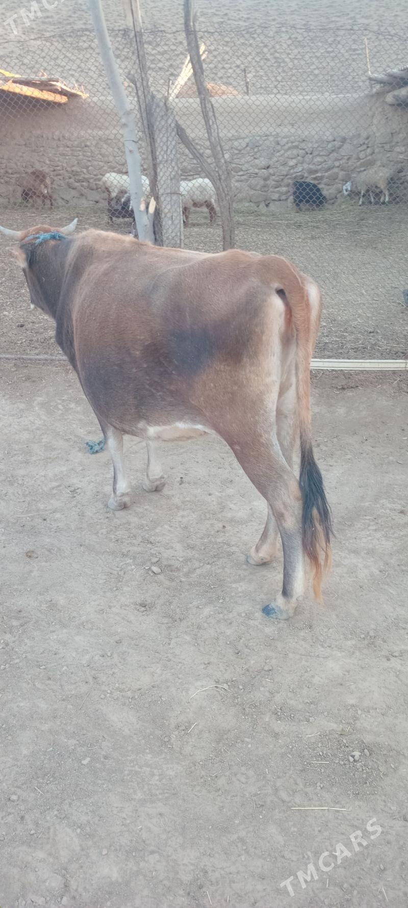 sygyr - Махтумкули - img 2