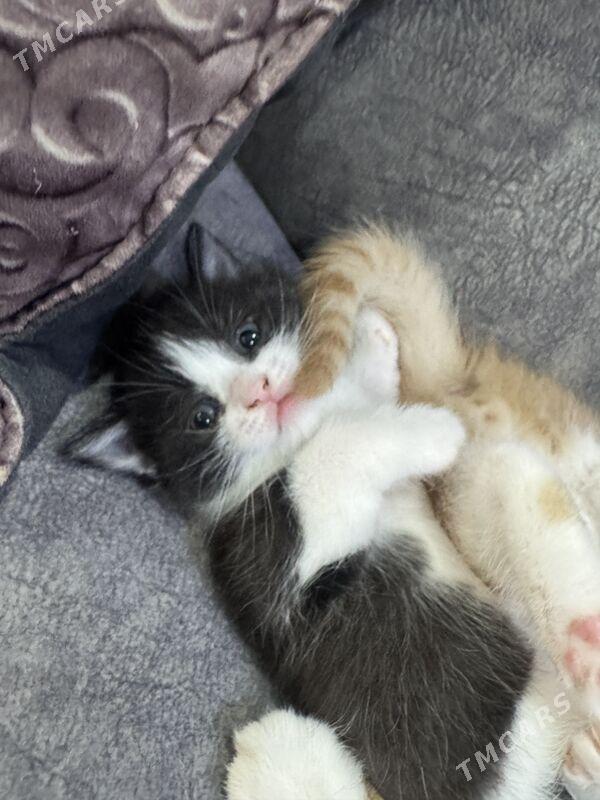 прямо ушка котенок - Türkmenabat - img 3