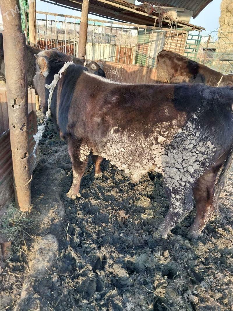 okuz - Bäherden - img 2