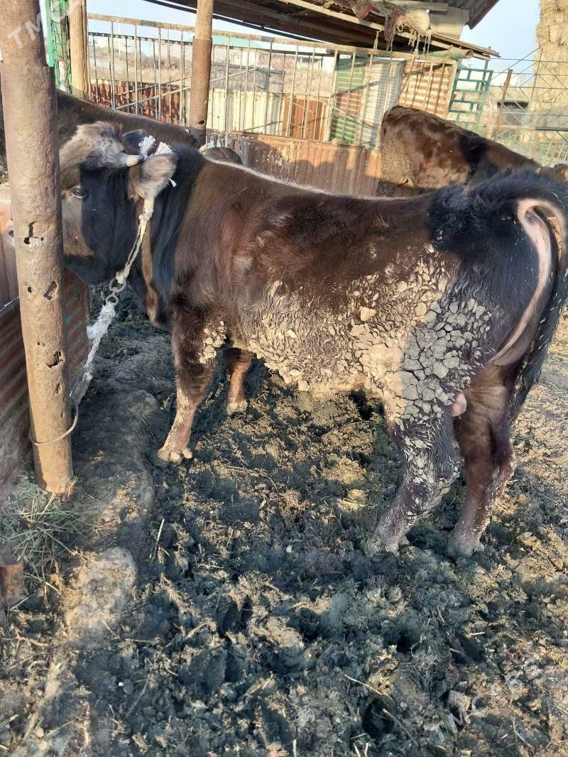 okuz - Bäherden - img 1