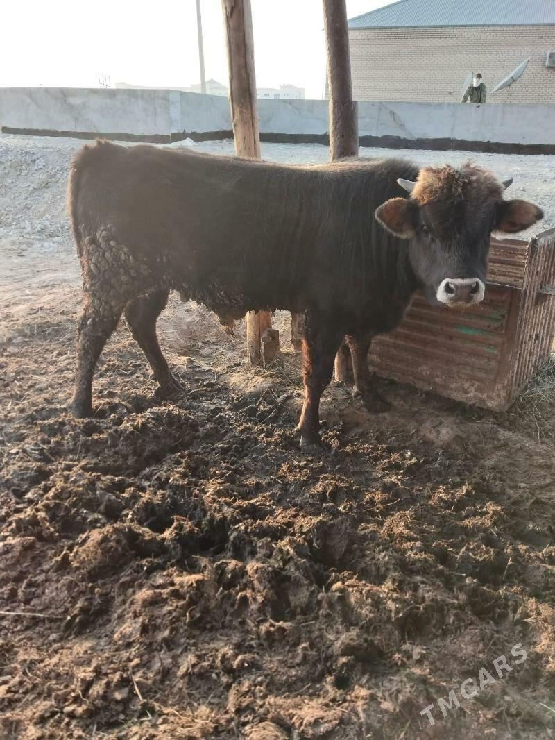 okuz - Bäherden - img 3