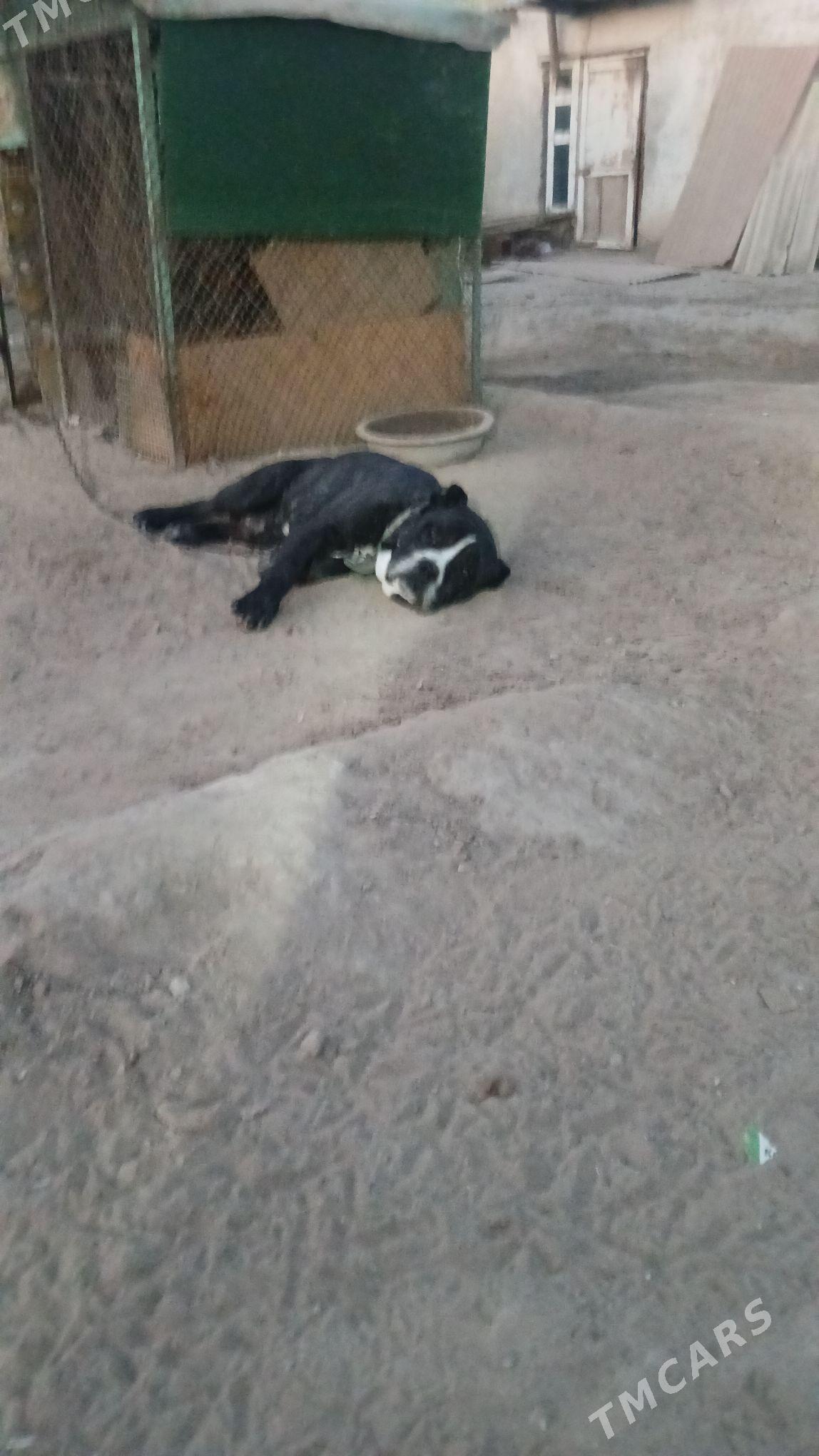 КАНИКАРСО - Ашхабад - img 2