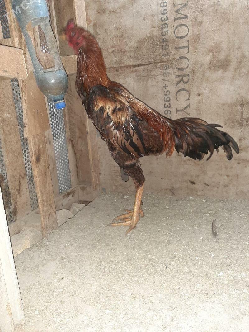 horoz - Mary - img 1