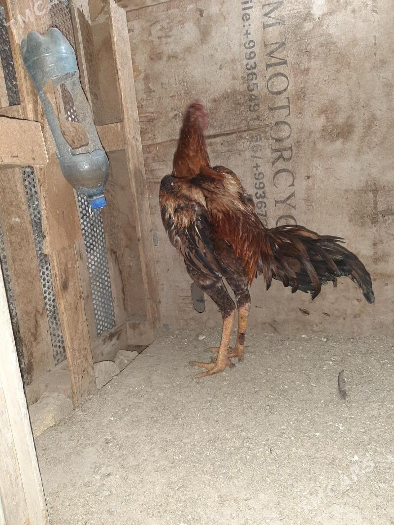 horoz - Mary - img 4