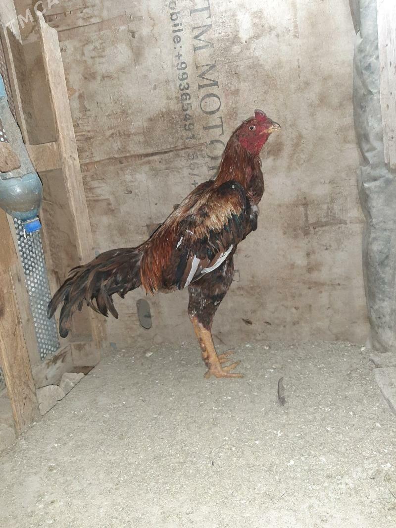 horoz - Mary - img 3