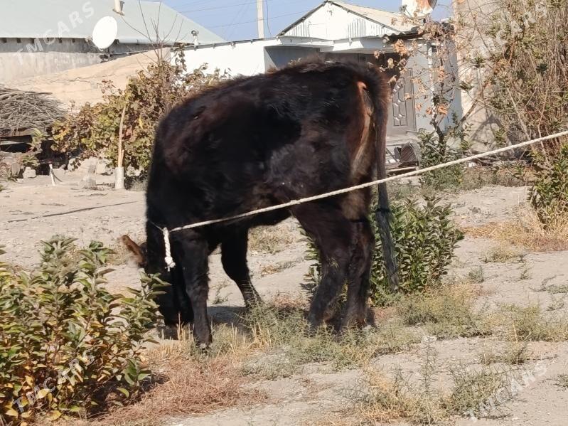 göle şwes - Büzmeýin - img 2