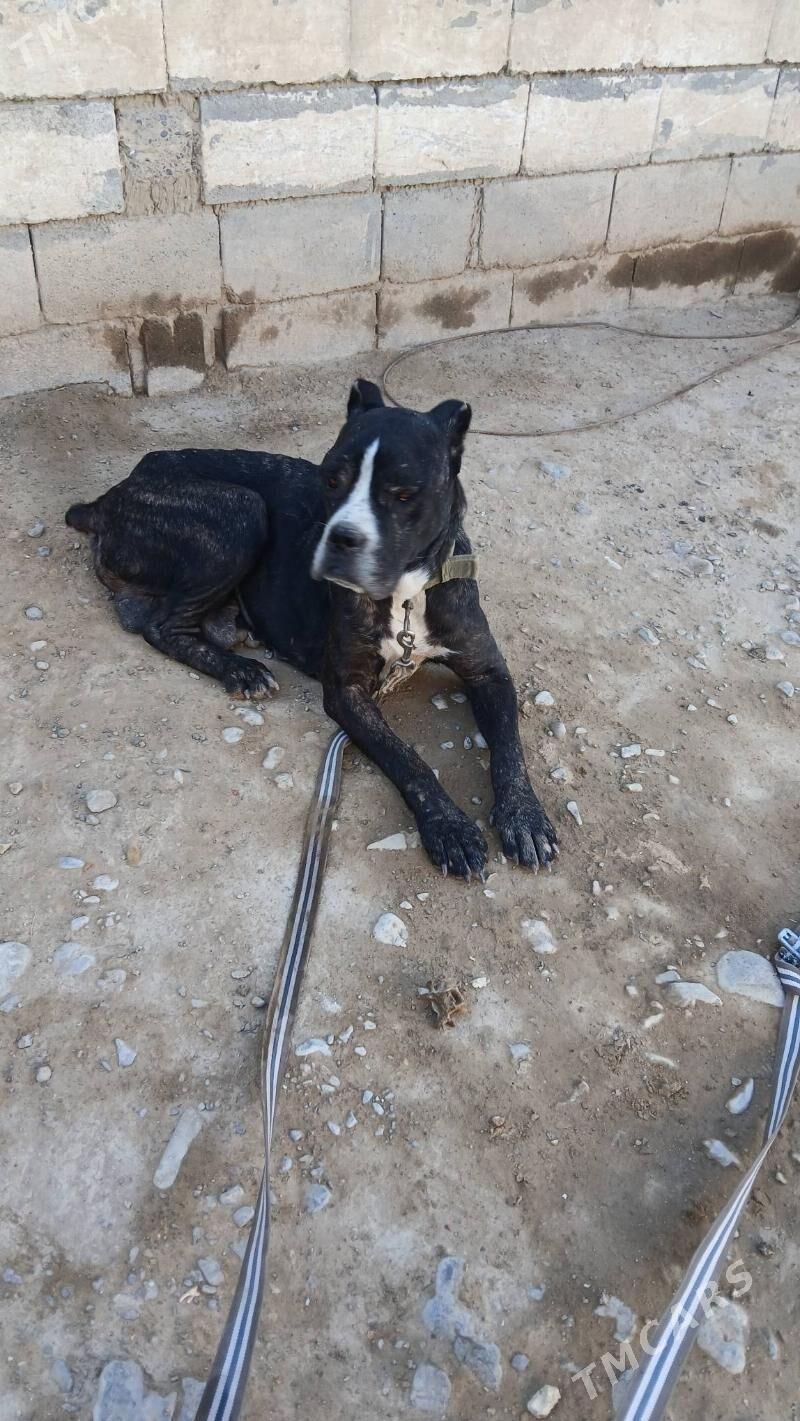 КАНИКАРСО - Ашхабад - img 4