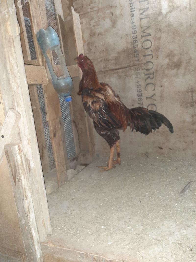 horoz - Mary - img 2