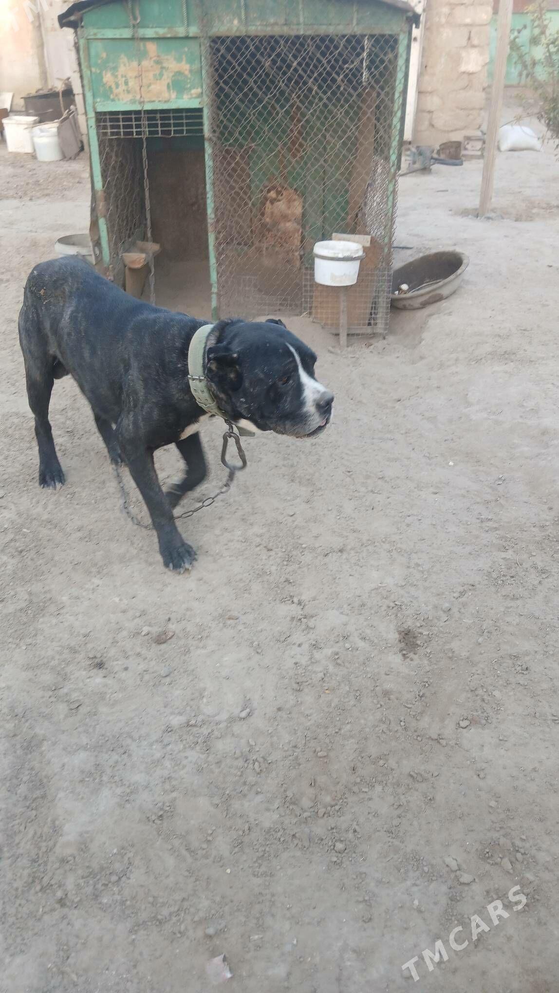 КАНИКАРСО - Ашхабад - img 3