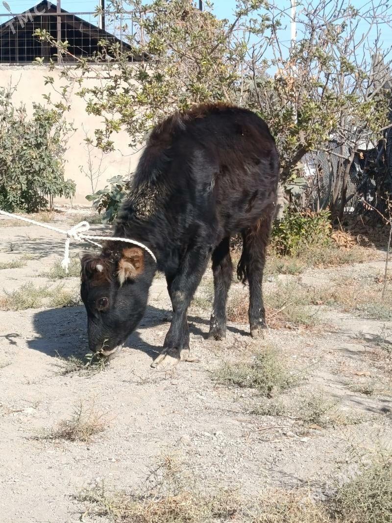 göle şwes - Büzmeýin - img 3