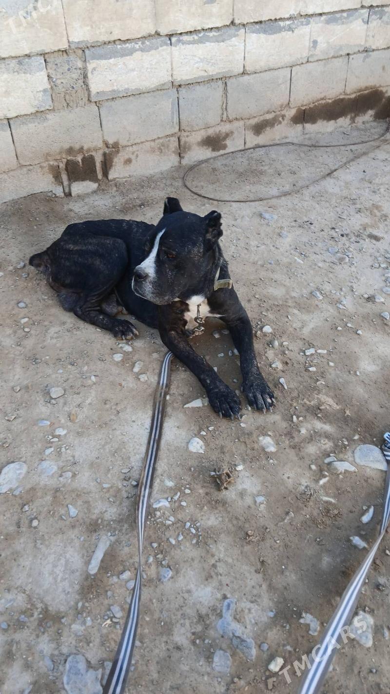 КАНИКАРСО - Ашхабад - img 5