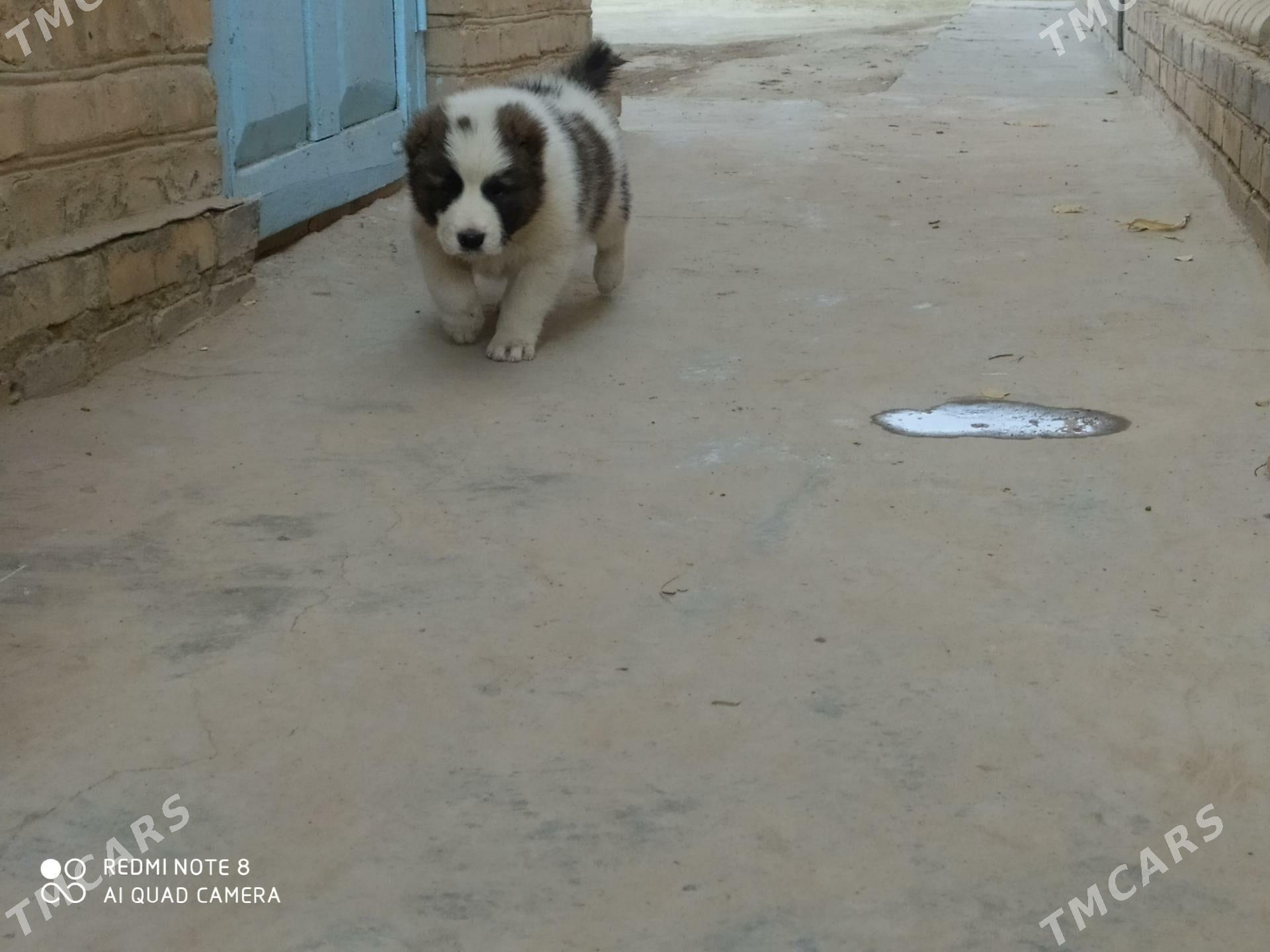 alabay - Ходжамбаз - img 3