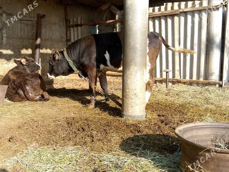 okuz - Gökdepe - img 1