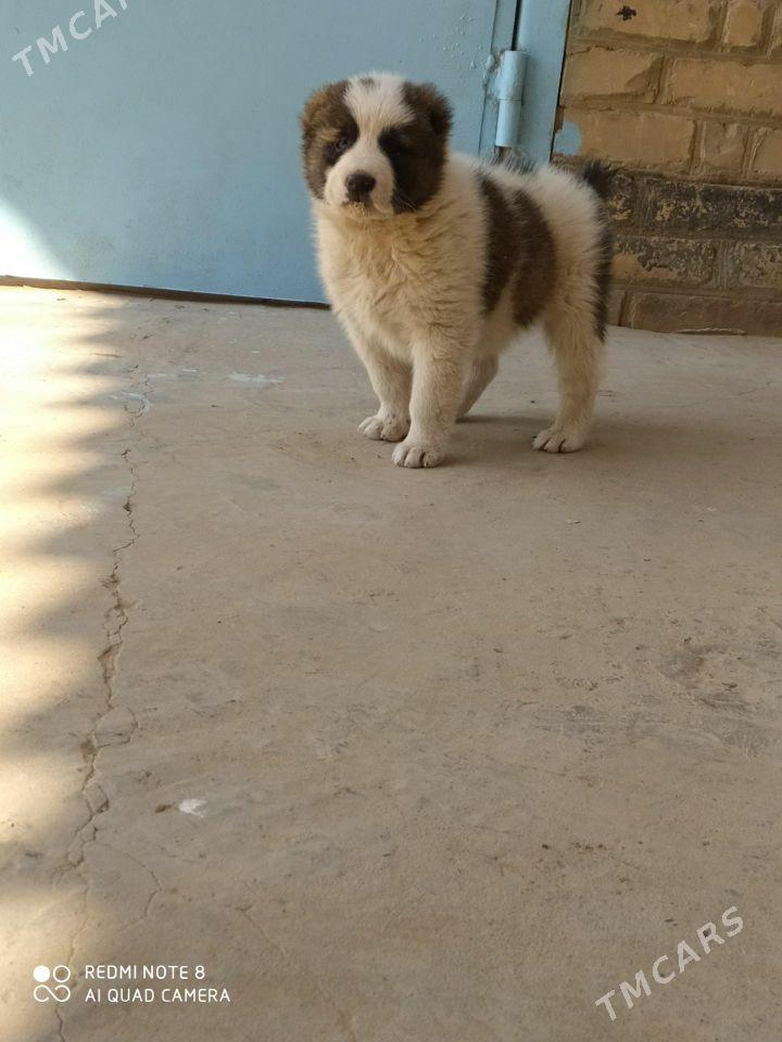 alabay - Ходжамбаз - img 1