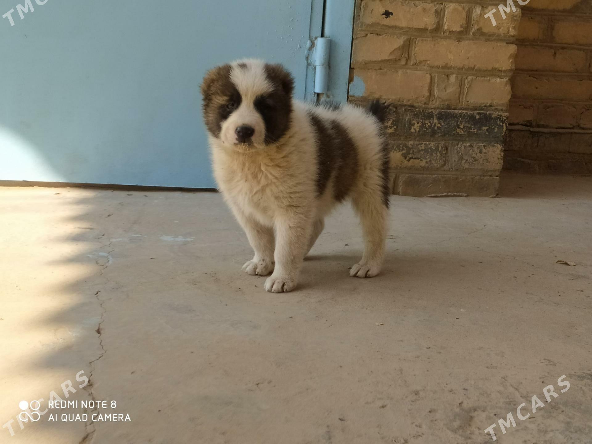 alabay - Ходжамбаз - img 2