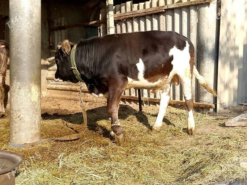 okuz - Гёкдепе - img 2