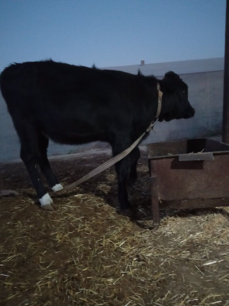 Goleli sygyr - Сакарчага - img 3