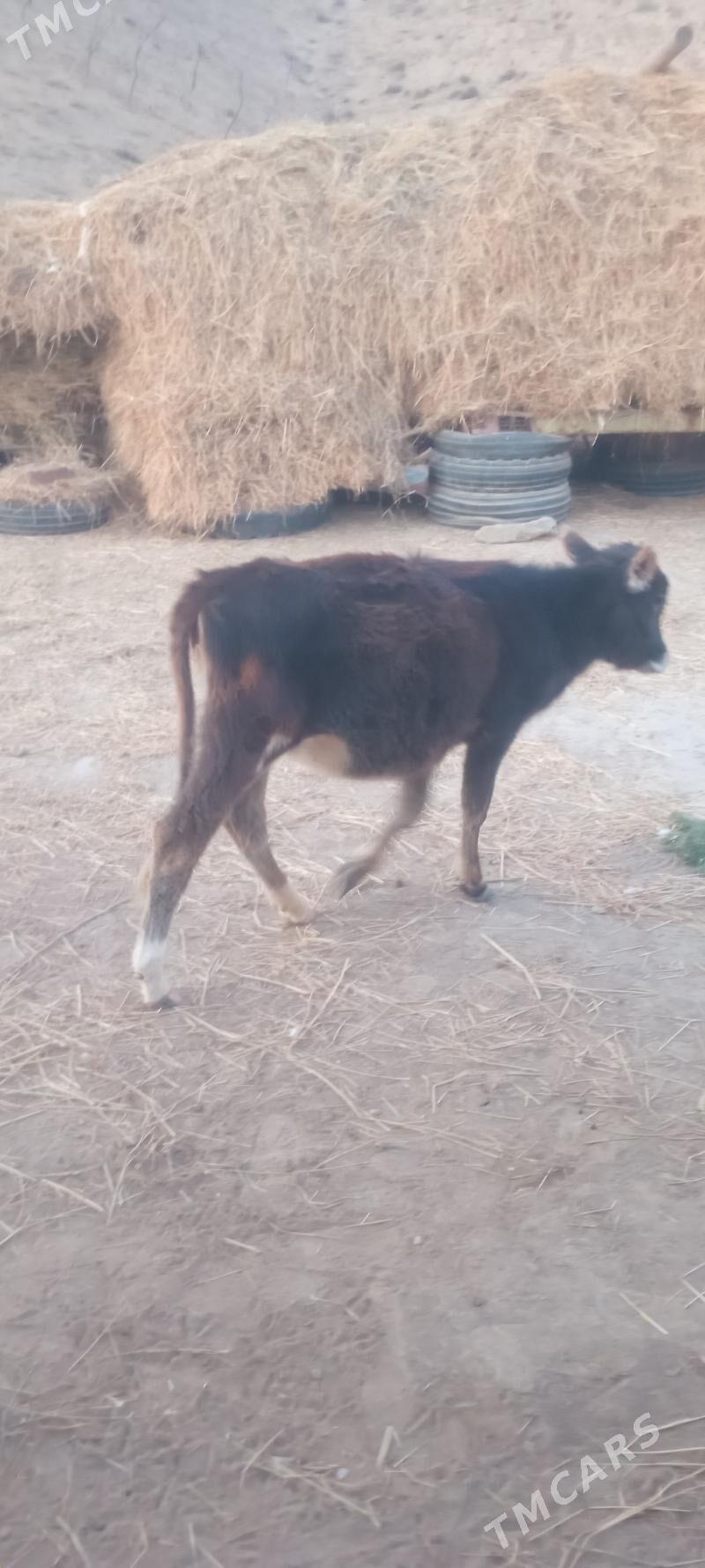 göleli sygyr - Magtymguly - img 2