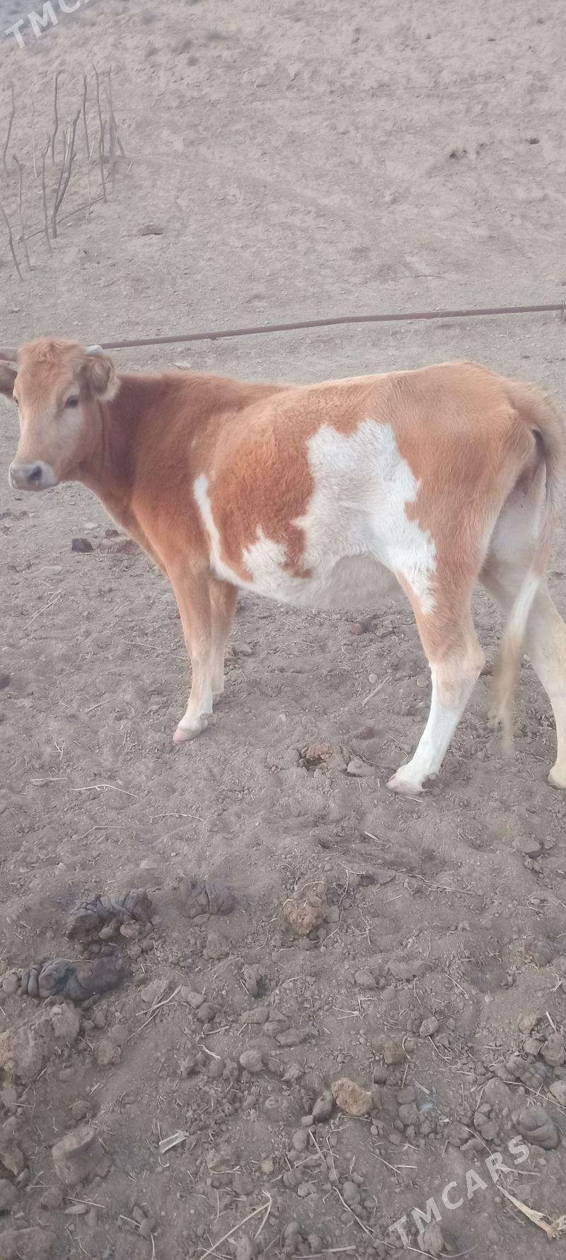 göleli sygyr - Magtymguly - img 1