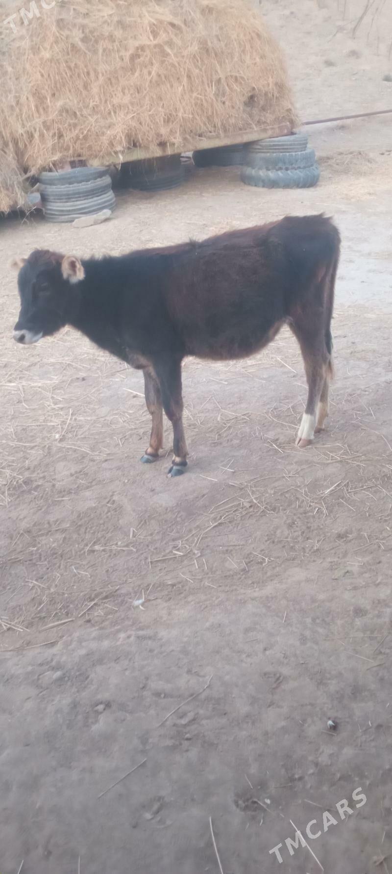 göleli sygyr - Magtymguly - img 4