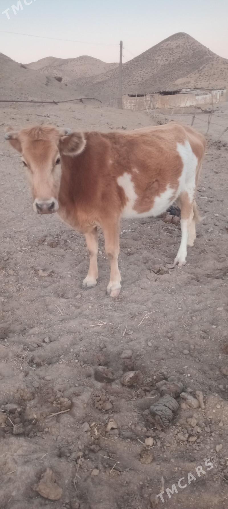 göleli sygyr - Magtymguly - img 3