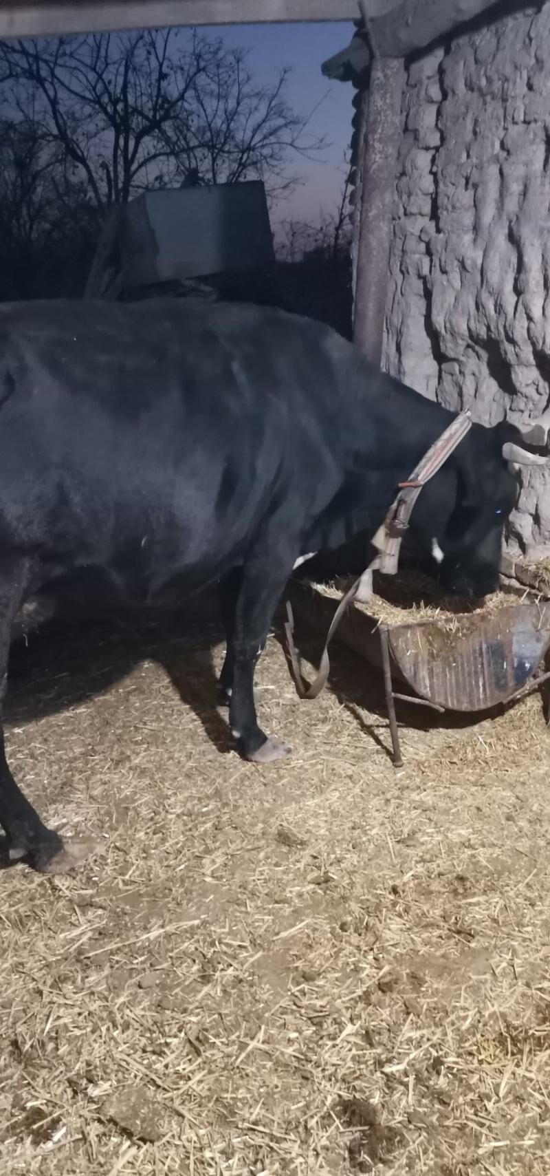 Goleli sygyr - Сакарчага - img 2