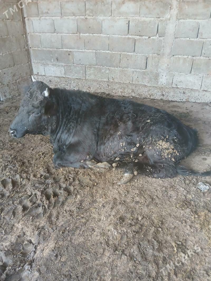 Okuz - Büzmeýin - img 2