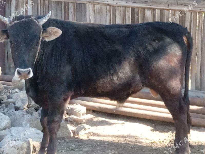 öküz - Балканабат - img 1