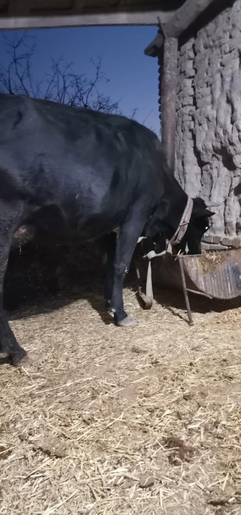 Goleli sygyr - Сакарчага - img 5